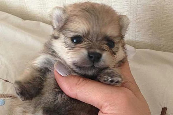 cuccioli di cane piccolissimi foto