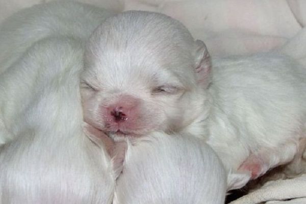 cuccioli di cane piccolissimi foto