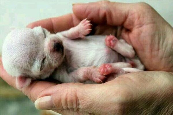 cuccioli di cane piccolissimi foto