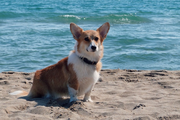 corgi si diverte al mare