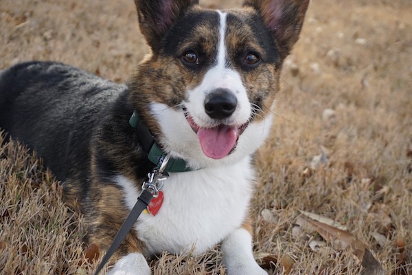 welsh corgi cardigan con linguaccia divertente