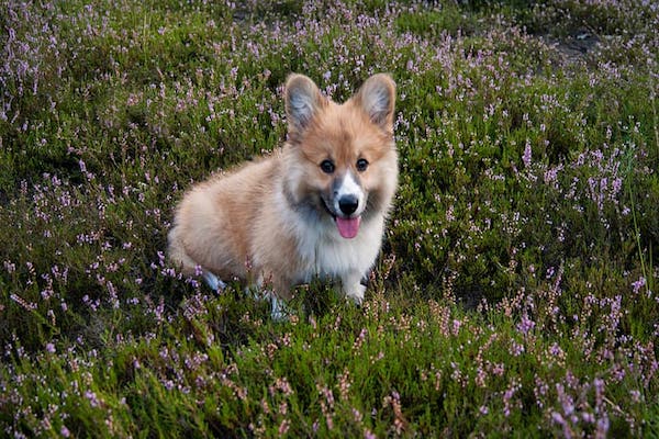 cucciolino di welsh corgi cardigan