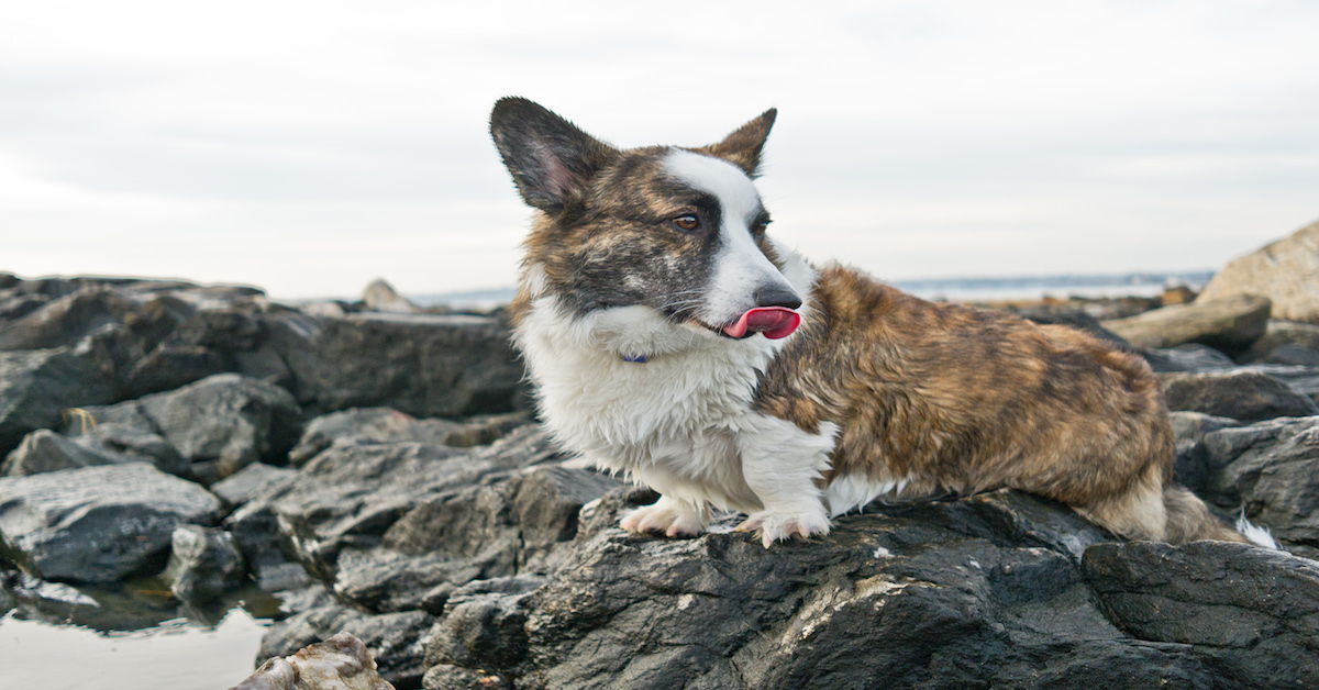 Cuccioli di Welsh Corgi Cardigan: tutto ciò che bisogna sapere