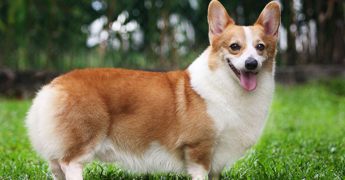 Cuccioli di Welsh Corgi Pembroke: tutto ciò che bisogna sapere