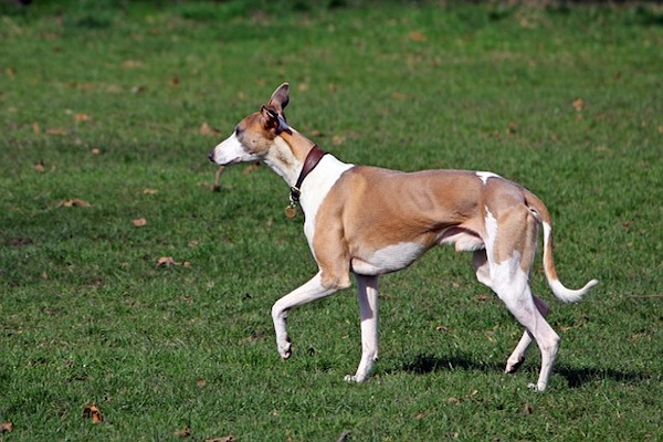 whippet scorrazza felice