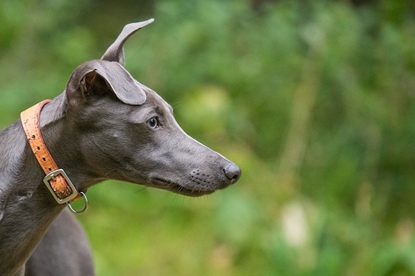 cane whippet osserva la preda