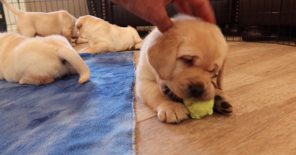 Cuccioli di Labrador e giocattoli: li scoprono per la prima volta e sono carinissimi (Video)