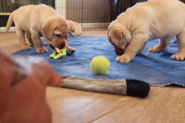 Cuccioli Labrador