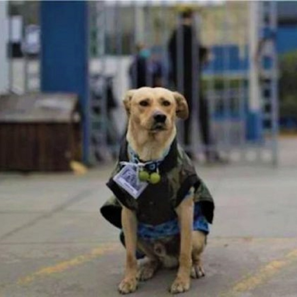 firuco cane attira attenzione 