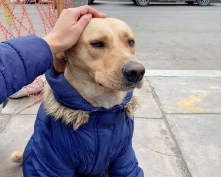 firuco cane aspetta ospedale