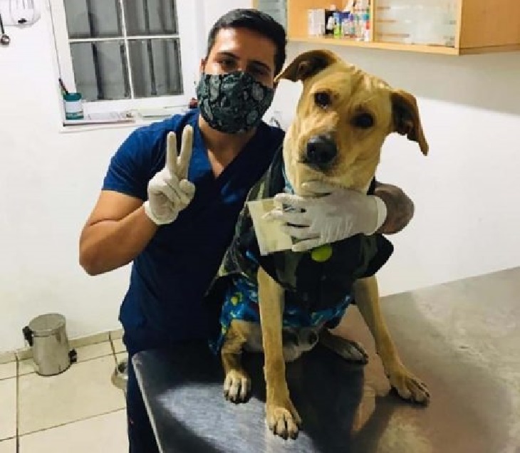 firuco cane meli veterinario