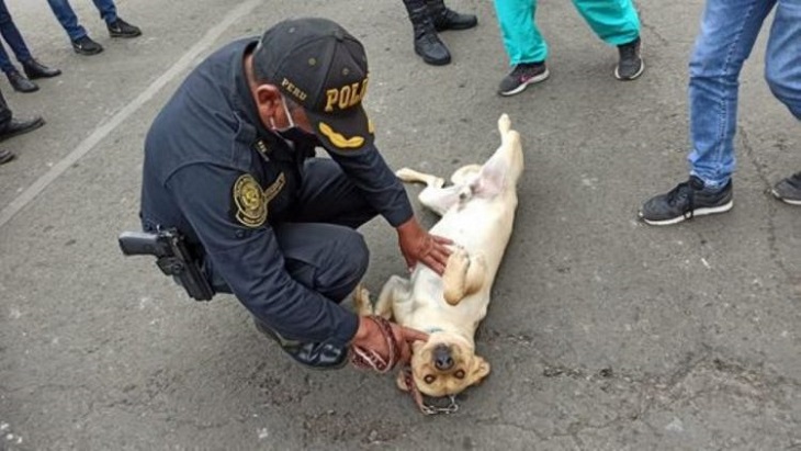 firuco cane dipartimento polizia perù