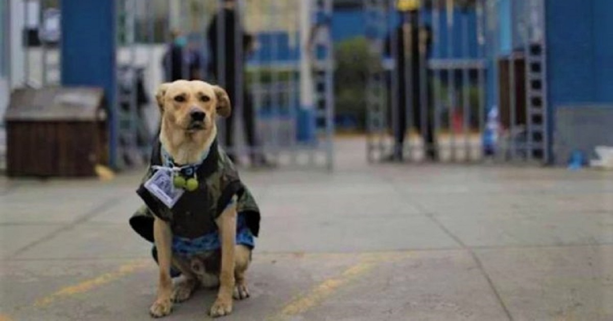 Cucciolo aspetta fuori l’ospedale, il motivo è impensabile (VIDEO)