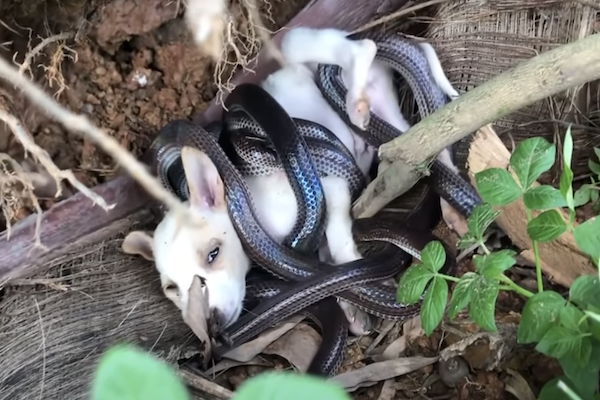 cucciolo fra le grinfie dei serpenti