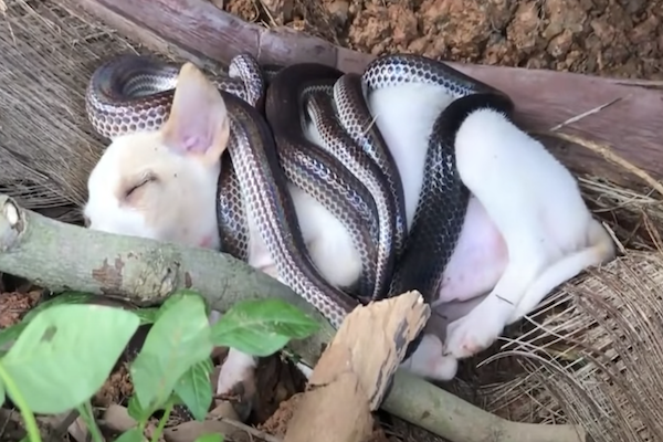 serpenti stringono corpo di cagnolino indifeso