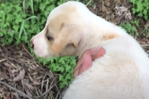 cagnolino salvato da terribili serpenti