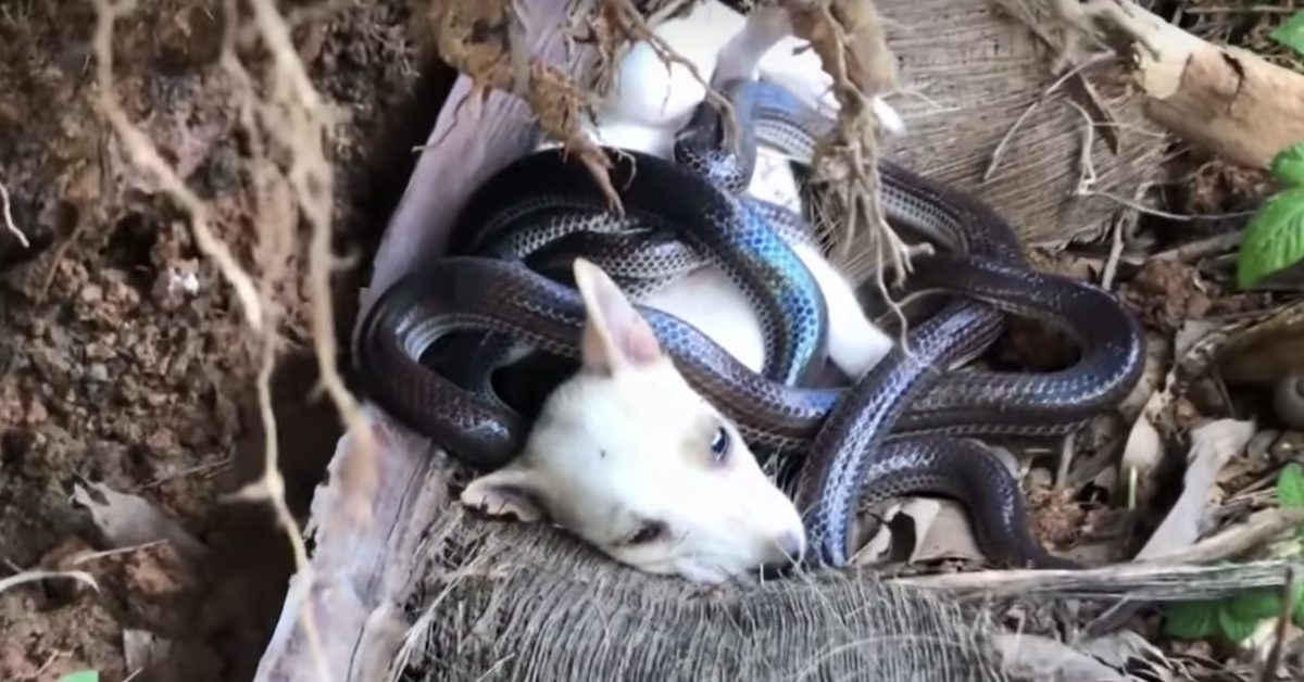 Cucciolo di cane catturato dai serpenti: salvato per miracolo (video)