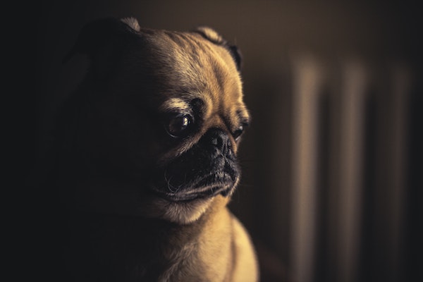 cucciolo di cane che fissa il vuoto