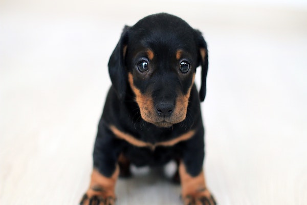 cucciolo di cane che fissa il vuoto