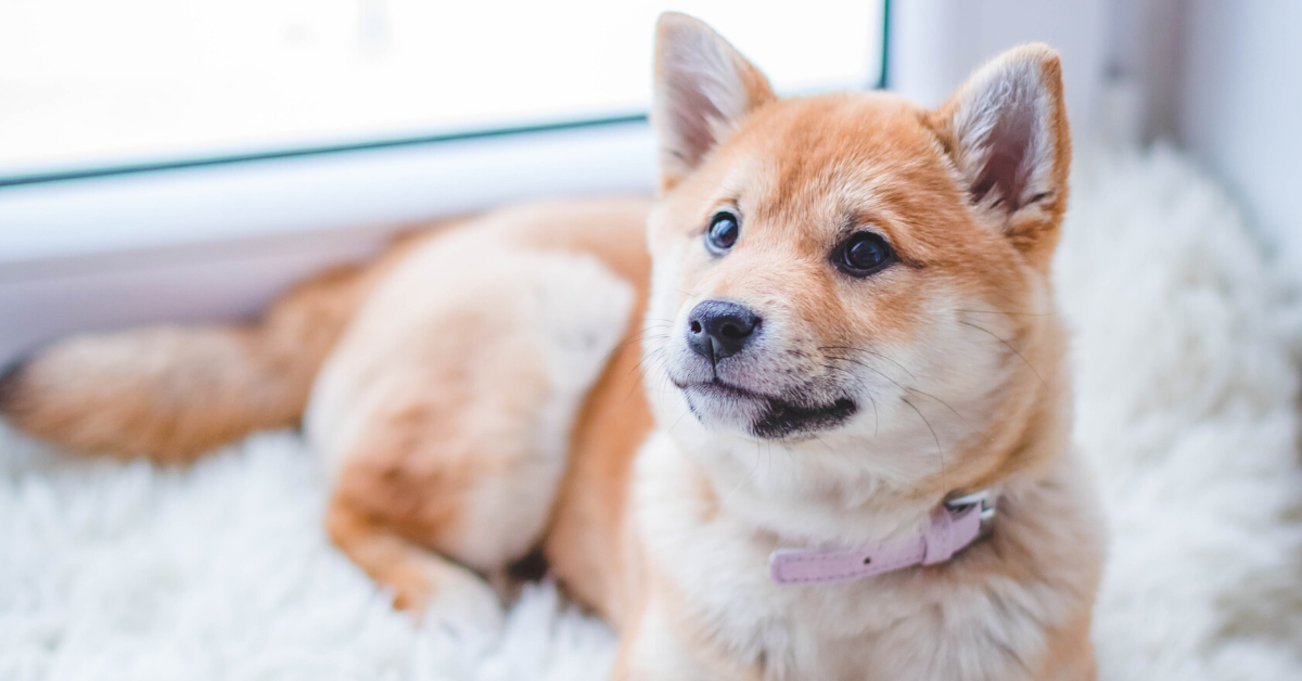 Cucciolo di cane che fissa il vuoto: cosa può significare?