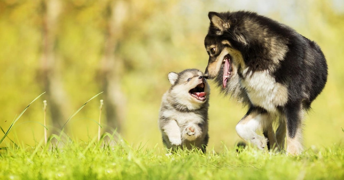Cucciolo di cane e mamma cane: tutti gli atteggiamenti da conoscere