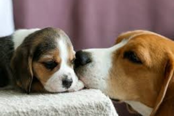 cani che si baciano