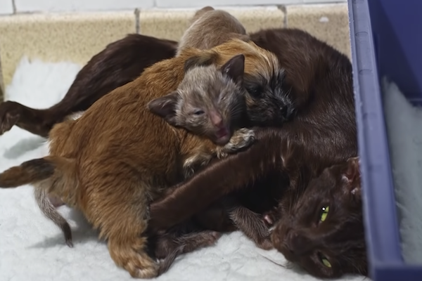 cane e gatto giocano insieme