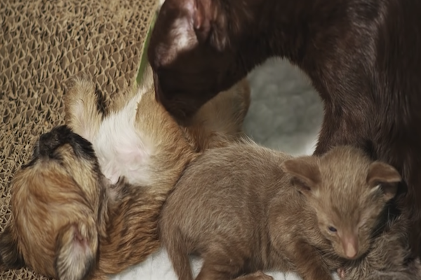 mamma gatto si prende cura del cagnolino