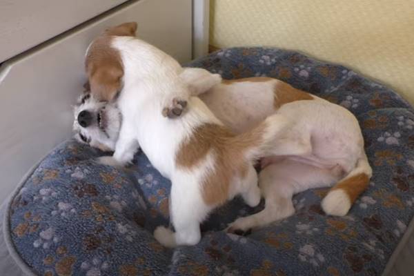 cucciolo gioca alla lotta con la sua mamma