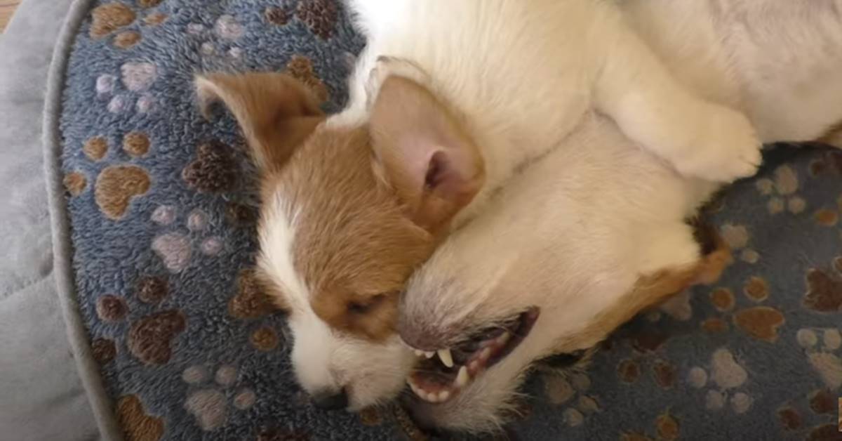 Il cucciolo di cane e la sua mamma lottano, ma è solo un tenerissimo gioco – VIDEO