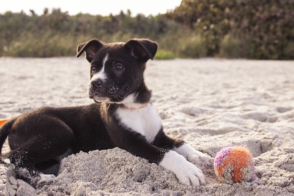 cucciolo di cane si diverte