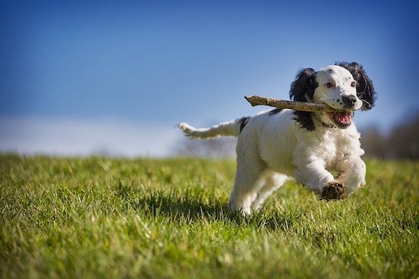 quale gioco preferito del cucciolo di cane