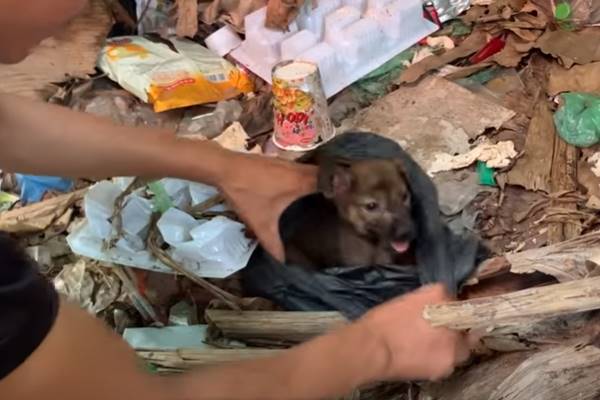 cucciolo ritrovato in un sacchetto di plastica