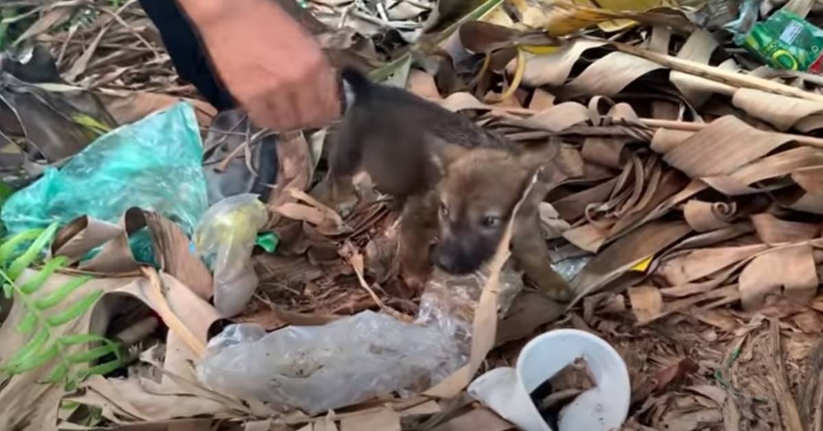 Cucciolo di cane trovato nella spazzatura: il salvataggio che commuove – VIDEO