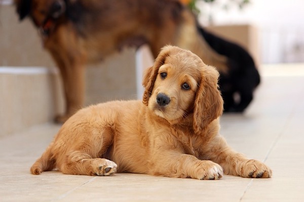 cagnolino che cerca il cibo