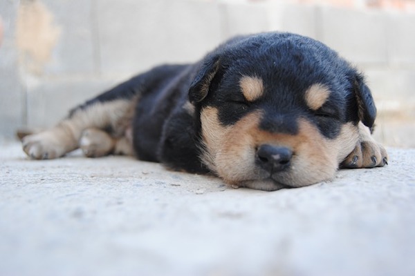 cucciolo con problemi di defecazione