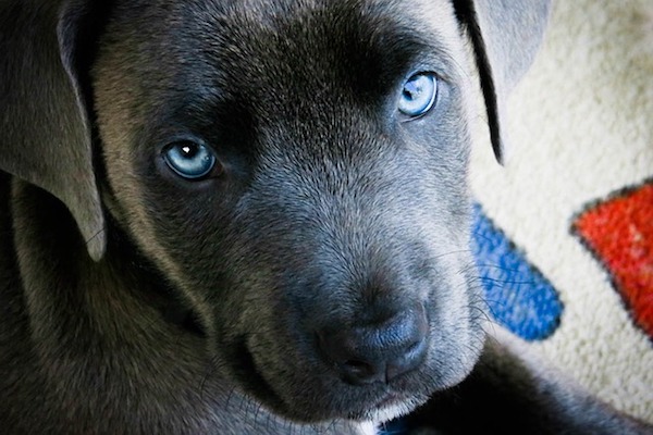 cagnolino si muove con difficoltà