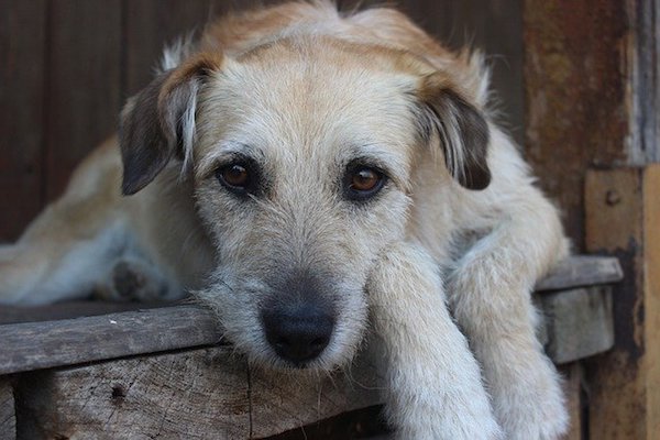 cucciolo di cane immobile