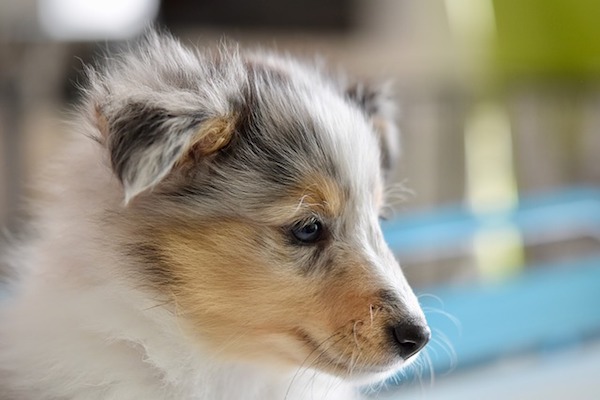 cucciolo di cane non vuole compagnia