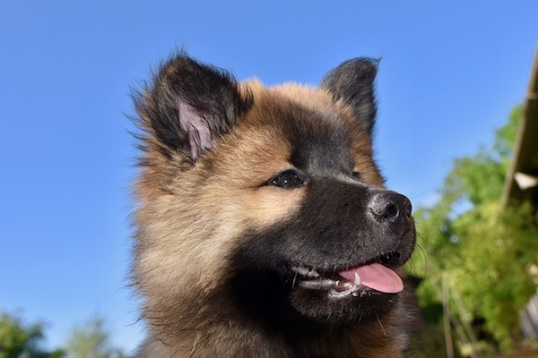 cagnolino non vuole tanta compagnia