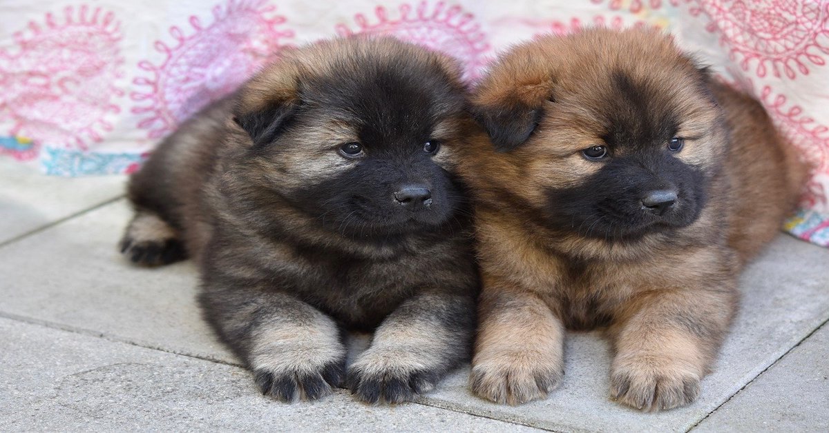 Cucciolo di cane non vuole compagnia e si isola: che significa?