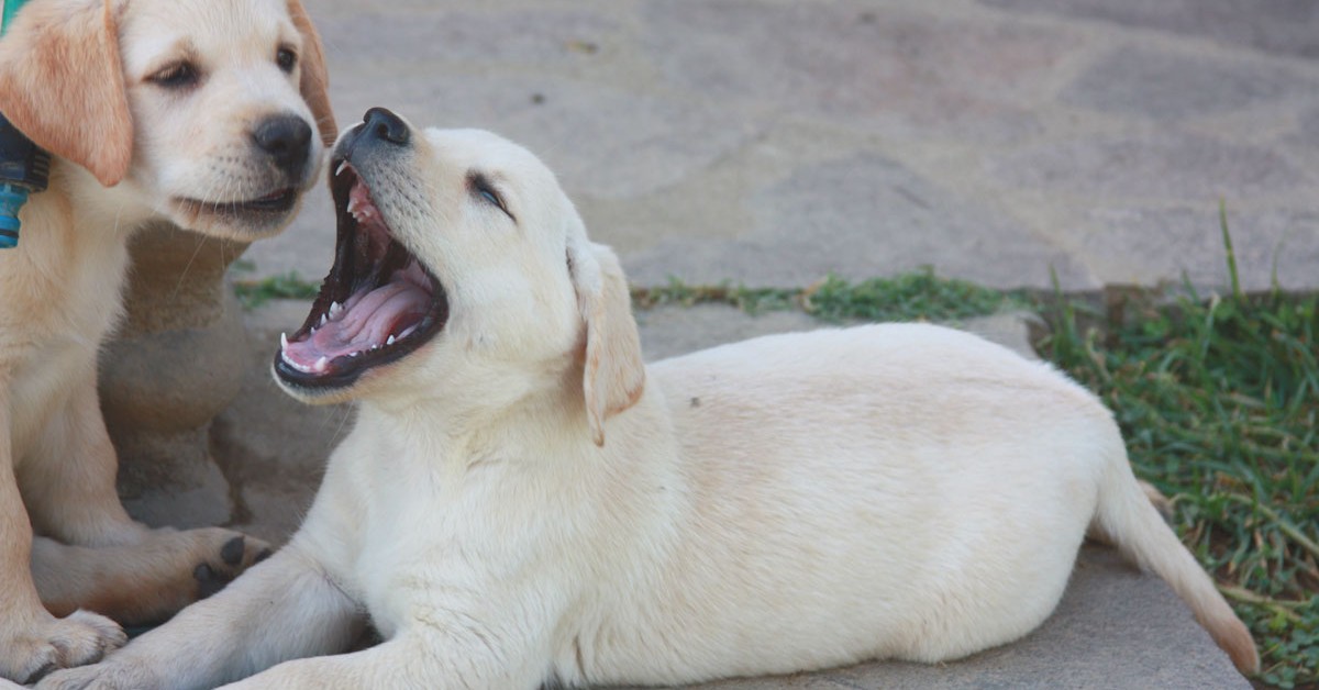 Cucciolo di cane: qual è il peso normale per tutte le taglie?