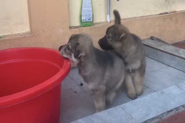 cagnolino salva sorellina 