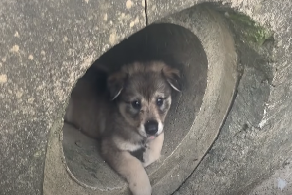 cagnolina trovata in mezzo al nulla