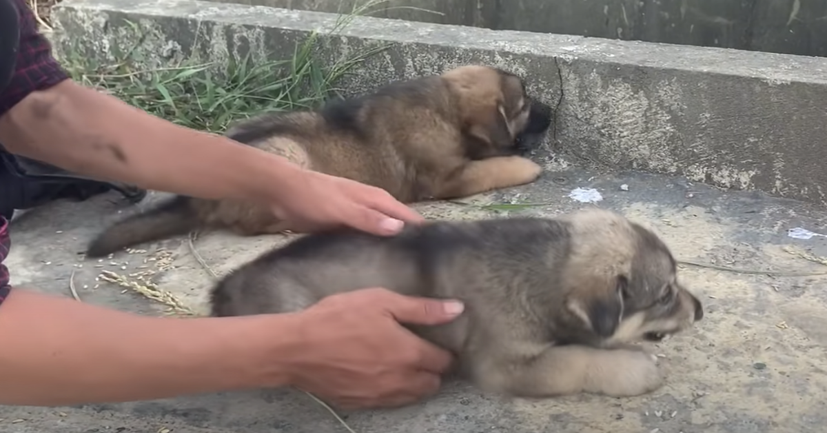 Cucciolo di cane salva la sua sorellina: la storia è dolcissima