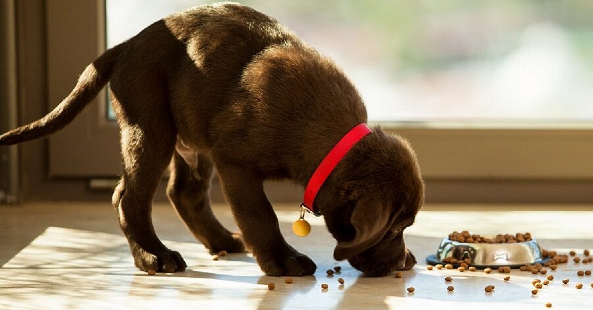 Cucciolo di cane sempre affamato: le possibili cause e come risolvere