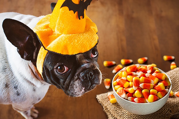 cane festeggia halloween