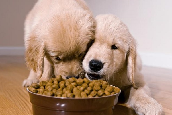 cuccioli di cane che mangiano croccantini