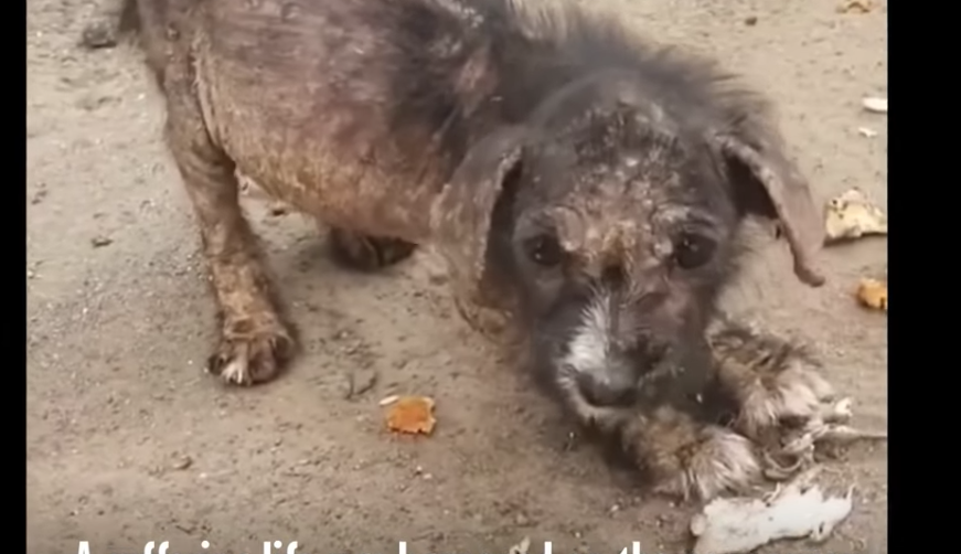 Cucciolo di cane sofferente, salvato