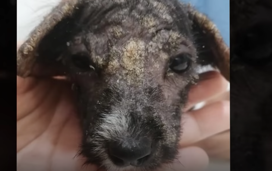 Cucciolo di cane sofferente, primo piano